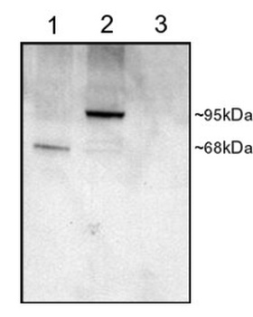 ITPR2 Antibody