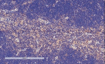 ITGAM Antibody