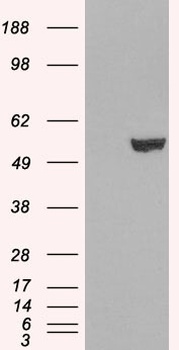 IRF6 Antibody