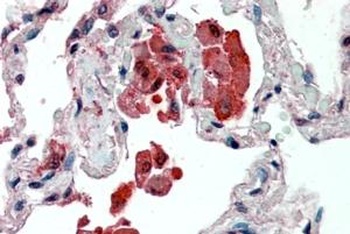 IDE Antibody