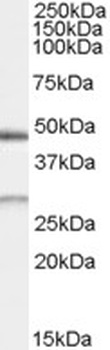 IDE Antibody