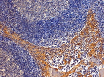 IPO8 Antibody