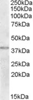 IGFBP7 Antibody