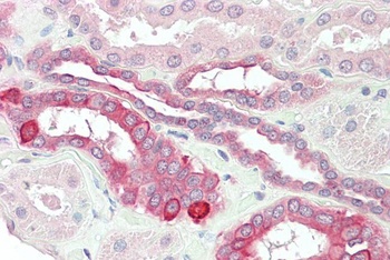 TNFRSF14 Antibody