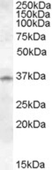 HSPA4L Antibody