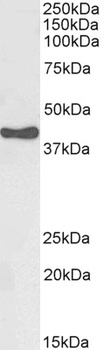 HSD3B1 Antibody