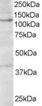 HPS3 Antibody