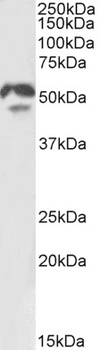 HNF4A Antibody