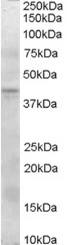 HNF4A Antibody
