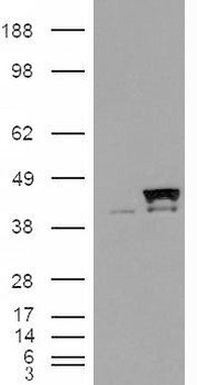 PIWIL1 Antibody