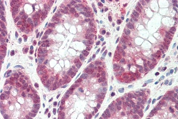 OXT Antibody