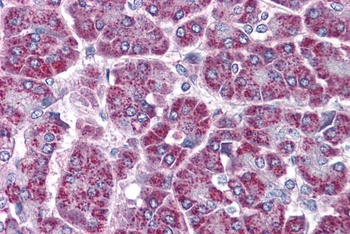 HRH1 Antibody