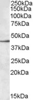 PRDX1 Antibody