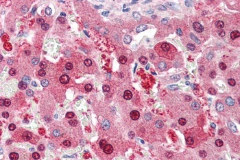 NDC80 Antibody