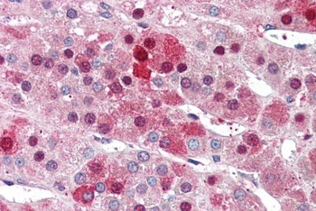 NDC80 Antibody
