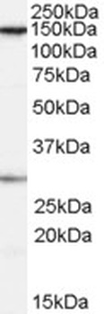 NCAPH Antibody