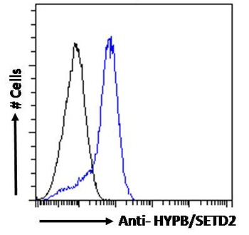 HADH Antibody