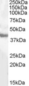 HADH Antibody