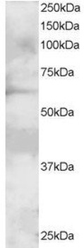 GRB7 Antibody