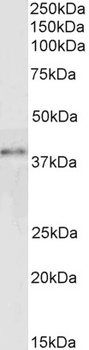 GRAP2 Antibody
