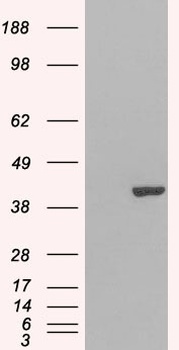 GRAP2 Antibody