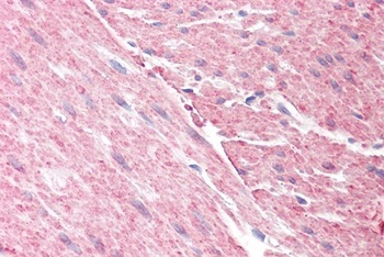 GRAF Antibody