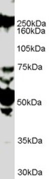 GPX7 Antibody