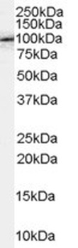 GPX4 Antibody