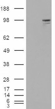 GPR71 Antibody
