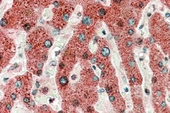 GPR119 Antibody