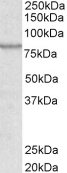 GOT1 Antibody