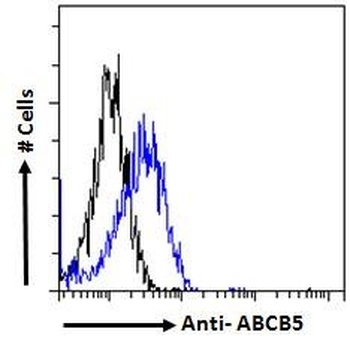 GOT1 Antibody