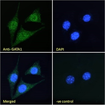 GATA1 Antibody