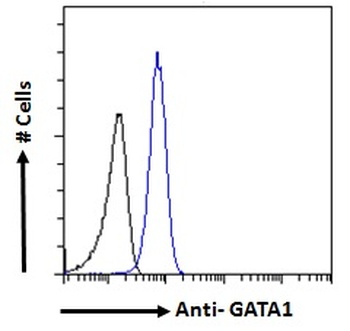 GATA1 Antibody
