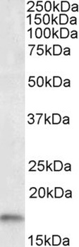 GALR3 Antibody