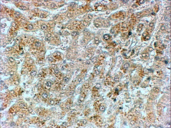 GADD34 Antibody