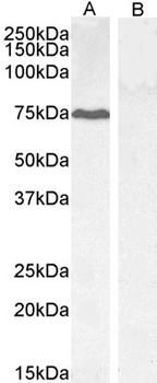 GADD34 Antibody