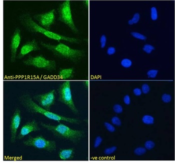 GADD34 Antibody