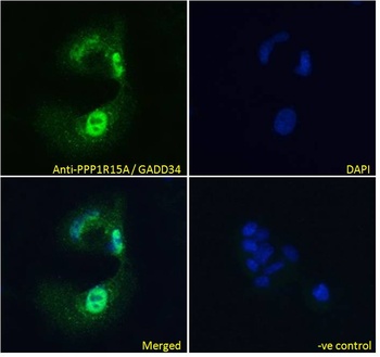 GADD34 Antibody