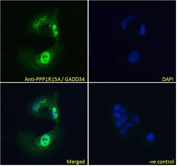 PPP1R15A Antibody