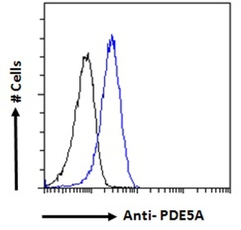 GABPB2 Antibody