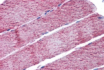 FH Antibody