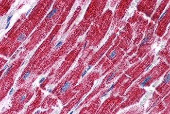 FH Antibody
