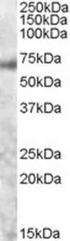 FH Antibody