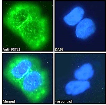 FSTL1 Antibody