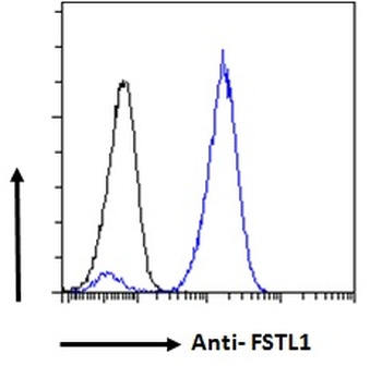 FSTL1 Antibody