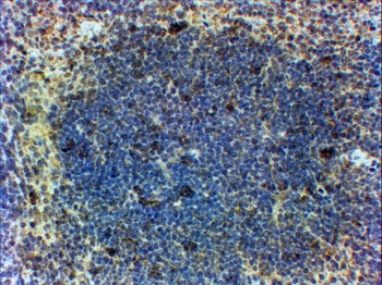 Foxp3 Antibody