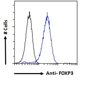 Foxp3 Antibody