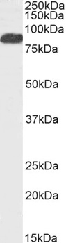 FOXP2 Antibody