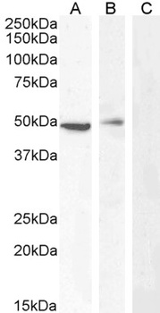 FOXO4 Antibody